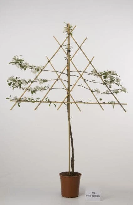 Lei-Appel (Malus Domestica 'Rode Boskoop')