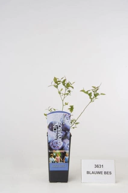 Bosbes (Vaccinium Corymbosum) 3 Bosbes (Vaccinium Corymbosum)