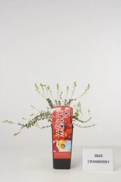 Veenbes (Vaccinium Macrocarpon Cranberry)