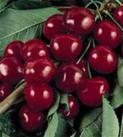 Kersenboom (Prunus Avium 'Bigarreau Burlat')