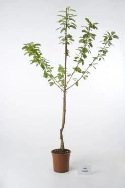 Kersenboom (Prunus Avium 'Hedelfinger Riesenkirsche') -Groene Wereld 20080414153854 2