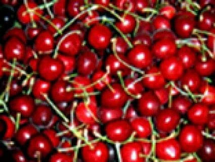 Kersenboom (Prunus Avium 'Lapins') 4 Kersenboom (Prunus Avium 'Lapins') - Afbeelding 2