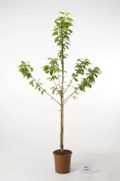 Kersenboom (Prunus Avium 'Hedelfinger Riesenkirsche') -Groene Wereld 20080414154743 2