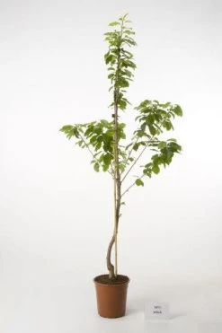 Kersenboom (Prunus Avium 'Viola')