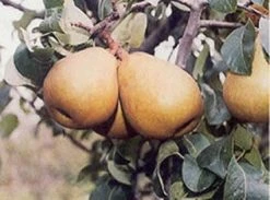 Perenboom (Pyrus Communis 'Beurre Hardy') 9 Perenboom (Pyrus Communis 'Beurre Hardy') -Groene Wereld 20080417125526 6 2