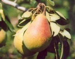 Perenboom (Pyrus Communis 'Clapp's Favourite') -Groene Wereld 20080417130238 6