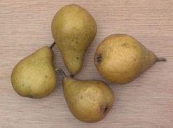 Perenboom (Pyrus Communis 'Gieser Wildeman') -Groene Wereld 20080417131017 6 2