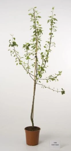 Perenboom (Pyrus Communis 'Saint Remy') -Groene Wereld 20080417135826 5 1