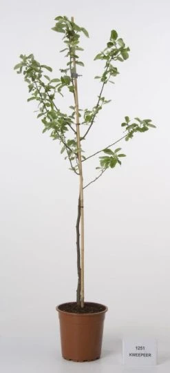 Kweepeer (Cydonia Oblonga) 10 Kweepeer (Cydonia Oblonga) -Groene Wereld 20080417145544 2 1