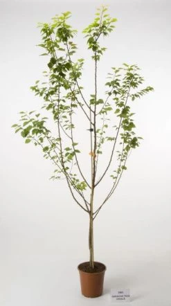 Abrikozenboom (Prunus Armeniaca 'Tros Oranje')