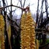 Hazelaar/Hazelnoot (Corylus Avellana 'Webb's Prize Cob') -Groene Wereld 20080417160346 1
