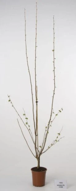 Hazelaar/Hazelnoot (Corylus Avellana 'Webb's Prize Cob') -Groene Wereld 20080417160452 1 1