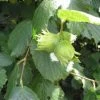 Hazelaar/Hazelnoot (Corylus Avellana 'Halle'sche Riesen') -Groene Wereld 20080417161626 1 1