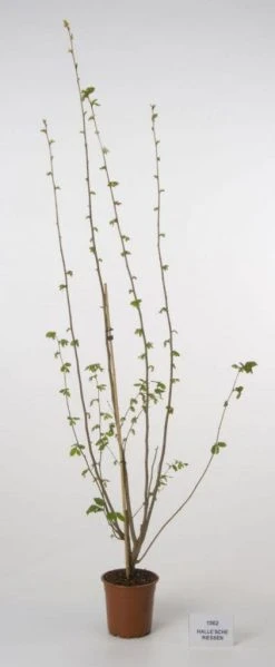 Hazelaar/Hazelnoot (Corylus Avellana 'Webb's Prize Cob') -Groene Wereld 20080417161730 1 1