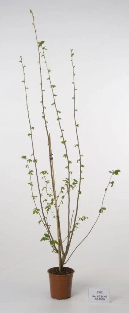 Hazelaar/Hazelnoot (Corylus Avellana 'Webb's Prize Cob') 7 Hazelaar/Hazelnoot (Corylus Avellana 'Webb's Prize Cob') - Afbeelding 5