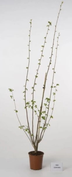 Hazelaar/Hazelnoot (Corylus Avellana 'Webb's Prize Cob') -Groene Wereld 20080417162735 1 1