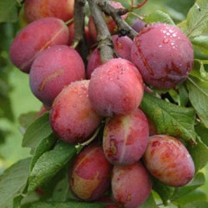 Pruimenboom (Prunus Domestica 'Victoria') 4 Pruimenboom (Prunus Domestica 'Victoria') - Afbeelding 2