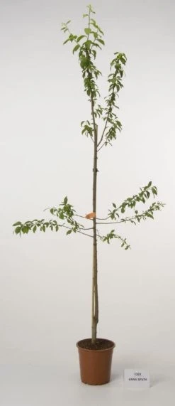 Pruimenboom (Prunus Domestica 'Anna Spath') -Groene Wereld 20080513140441 2