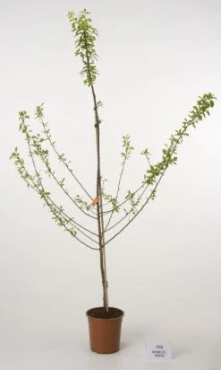 Pruimenboom (Prunus Domestica 'Reine Claude Verte') -Groene Wereld 20080513145729 5