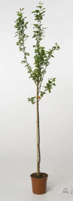 Pruimenboom (Prunus Domestica 'Reine Claude D'Althan') -Groene Wereld 20080515130653 3