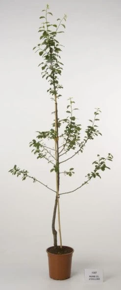 Pruimenboom (Prunus Domestica 'Reine Claude' D'Oullins') 5 Pruimenboom (Prunus Domestica 'Reine Claude' D'Oullins') -Groene Wereld 20080515131120 3 1