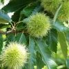 Tamme Kastanje (Castanea Sativa) -Groene Wereld 20080516142129 13