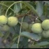 Walnotenboom (Juglans Regia 'Buccaneer') -Groene Wereld 20080516142912 4