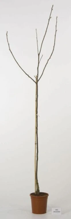 Walnoot (Juglans Regia 'Broadview') -Groene Wereld 20080516144158 4