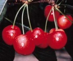 Lei-Kers (Prunus Avium 'Sunburst') -Groene Wereld 20080519135155 1