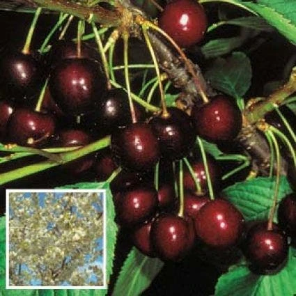 Lei-Kers (Prunus Avium 'Stella') 4 Lei-Kers (Prunus Avium 'Stella') - Afbeelding 2