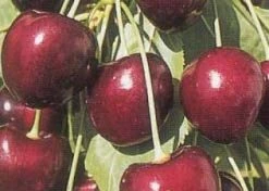 Lei-Kers (Prunus Avium 'Kordia') -Groene Wereld 20080519140042 1