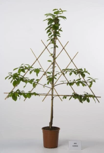 Lei-Kers (Prunus Avium 'Kordia') 4 Lei-Kers (Prunus Avium 'Kordia') - Afbeelding 2