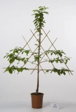 Lei-Kers (Prunus Avium 'Kordia') -Groene Wereld 20080519140144 1