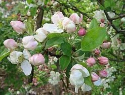 Sierappel (Malus 'Evereste') -Groene Wereld 20080519145038 10