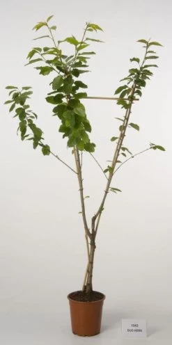 Duo-kers (Hedelfinger/Meikers)