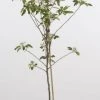 Mini-appel (Malus Domestica 'Mini') -Groene Wereld 20080527215124 1