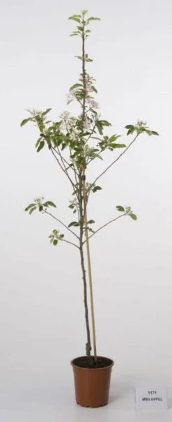 Mini-appel (Malus Domestica 'Mini')