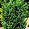 Jeneverbes (Juniperus Chinensis 'Blaauw') -Groene Wereld 20080611115840 2