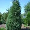 Jeneverbes (Juniperus Virginiana 'Glauca') -Groene Wereld 20080611120850 5 1