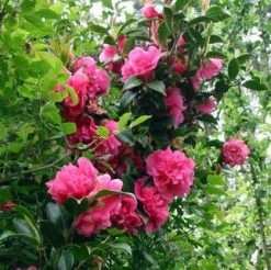 Camelia (Camellia, Rose) -Groene Wereld 20080709091825 20 4 1