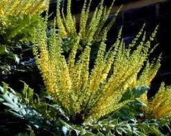 Mahoniestruik (Mahonia Media 'Charity') -Groene Wereld 20080709102617 3 1