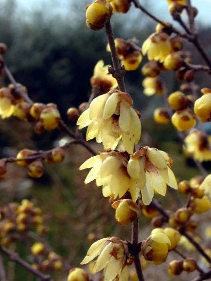 Winterzoet (Chimonanthus Praecox) 4 Winterzoet (Chimonanthus Praecox) - Afbeelding 2