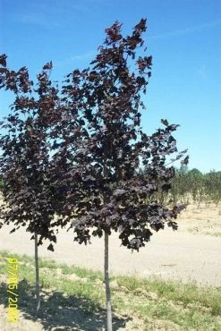 Noorse Esdoorn (Acer Platanoides 'Royal Red') -Groene Wereld 20080709120821 9