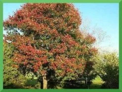 Rode Esdoorn (Acer Rubrum 'October Glory') -Groene Wereld 20080709122727 1