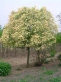 Esdoorn (Acer Pseudoplatanus 'Spaethii') 5 Esdoorn (Acer Pseudoplatanus 'Spaethii') -Groene Wereld 20080709133855 2