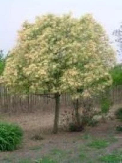 Esdoorn (Acer Pseudoplatanus 'Spaethii') 4 Esdoorn (Acer Pseudoplatanus 'Spaethii') - Afbeelding 2