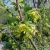 Gele Ribes (Ribes Odoratum) -Groene Wereld 20080716085510 2