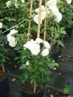 Klimroos (Rosa 'Climbing Schneewittchen') -Groene Wereld 20080717123639 3