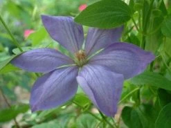 Bosrank (Clematis 'Mrs Cholmondeley') -Groene Wereld 20080717140453 1 1