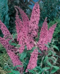 Vlinderstruik (Buddleja Davidii 'Pink Delight')